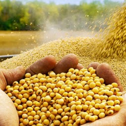 Soybeans harvest